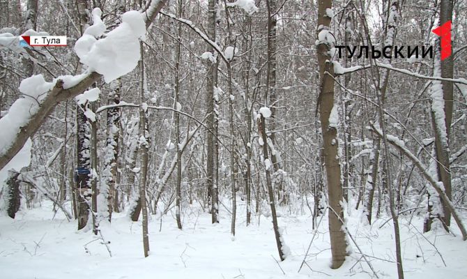 Россиянам официально разрешили собирать валежник