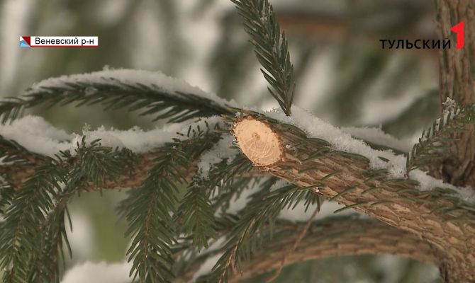 Стоит ли елка тюремного срока: веневские лесники выходят в рейды