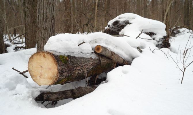 Дерево по цене квартиры: сколько стоит лес в Тульской области