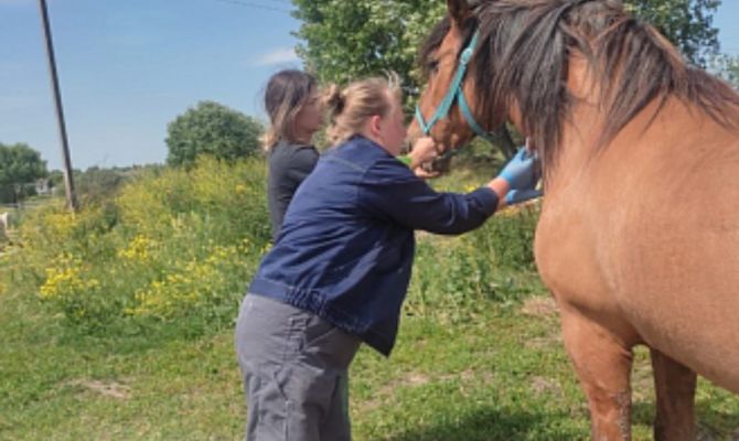 В Тульской области выберут лучшего ветеринарного фельдшера