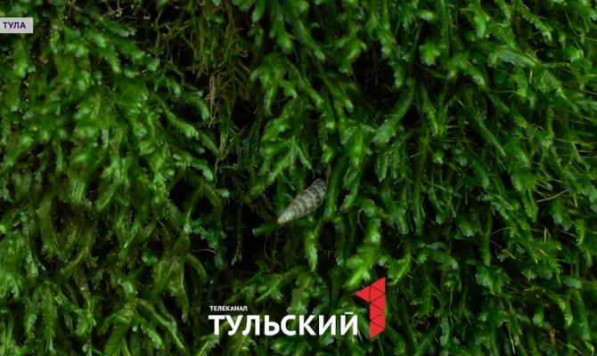 Под Тулой нашли лес внутри леса