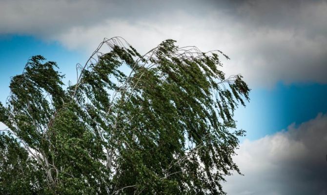 В Тульской области объявили метеопредупреждение из-за сильного ветра