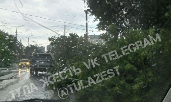 В Туле на улице Староникитской от сильного ветра упало дерево