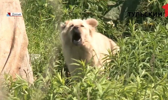 Бешенство животных: как тулякам защитить себя и питомцев от смертельного заболевания
