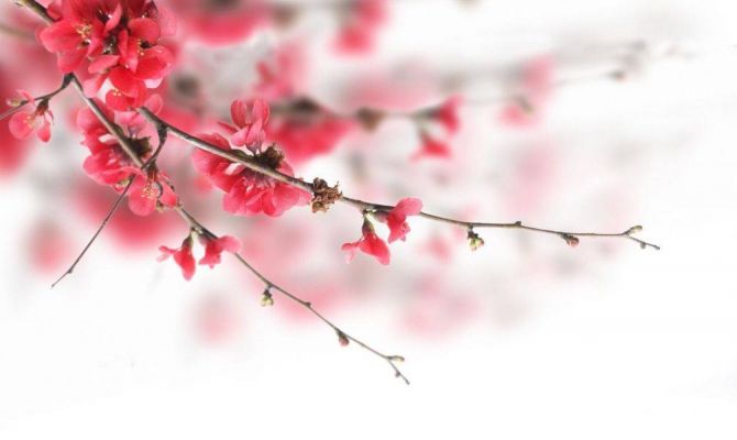 Туляки могут создать свою "веточку сакуры" на мастер-классе