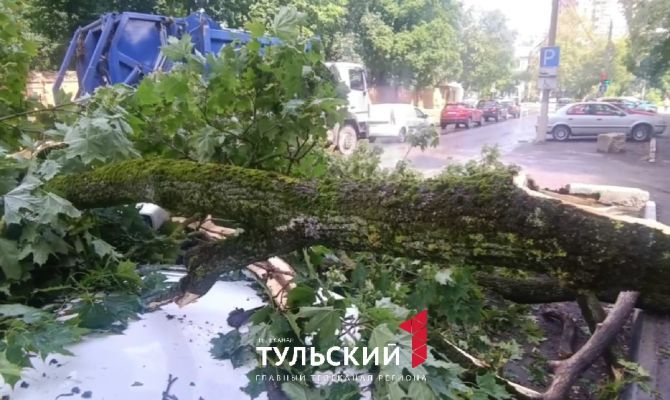 В Туле на улице Тимирязева от сильного ветра упало дерево 