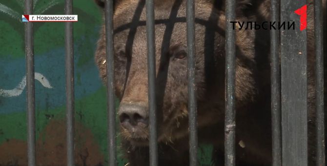 Нарушение за нарушением: как содержат животных в «Ноевом ковчеге»