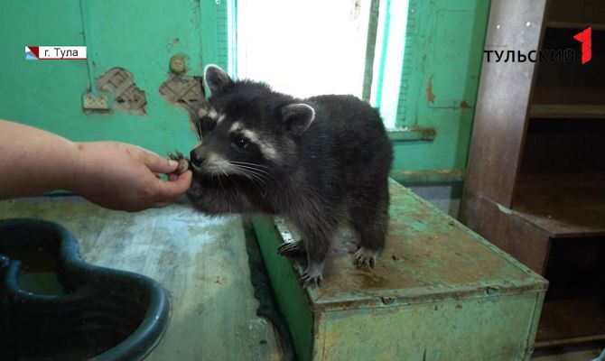 Туляки могут помочь спасти 2-месячного енота с подозрением на порок сердца