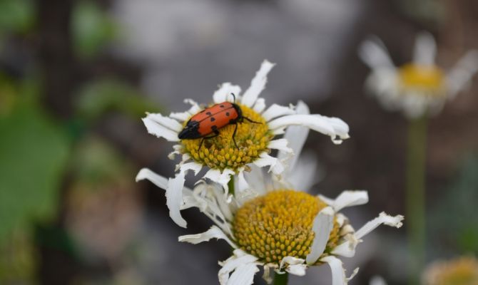 7 августа в Тульской области будет до +25 градусов