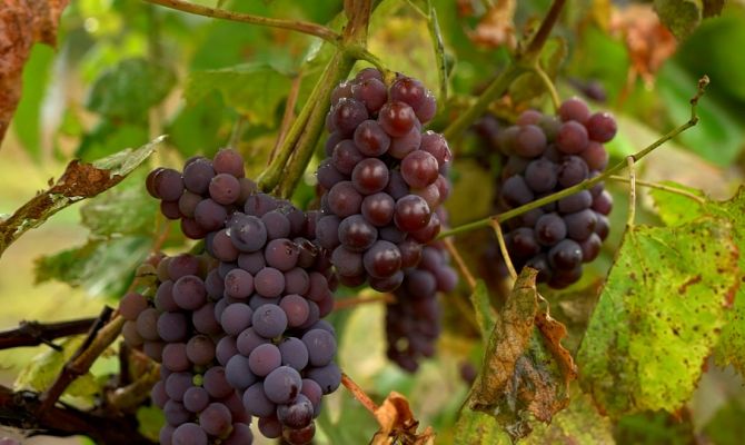 Тульский фермер мечтает сделать виноград новой достопримечательностью региона