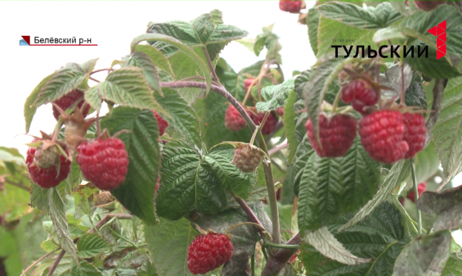 Урожай малины: белевские фермеры занимаются виноделием