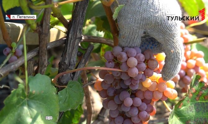 Как вырастить виноград в Средней полосе: секреты туляков