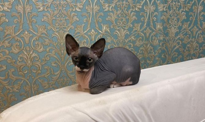 Названо место Тулы в рейтинге лояльных к животным арендодателей