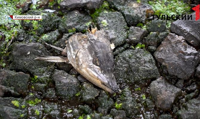 Экологи назвали возможную причину загрязнения Дона в Епифани