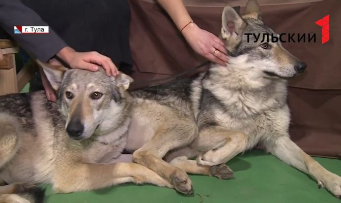 От йорков до волкособов: в Туле прошла международная выставка собак