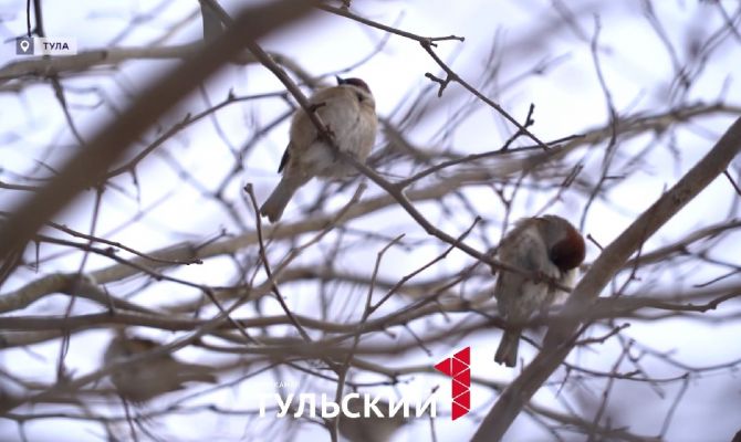 Зимний учет птиц: каких редких пернатых обнаружили в Тульской области