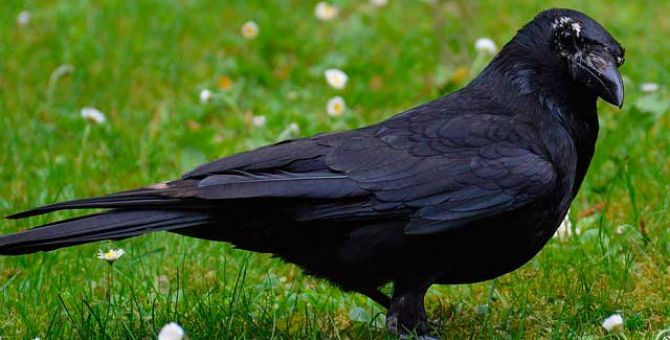 Ученые выяснили, что вороны каркают не просто так