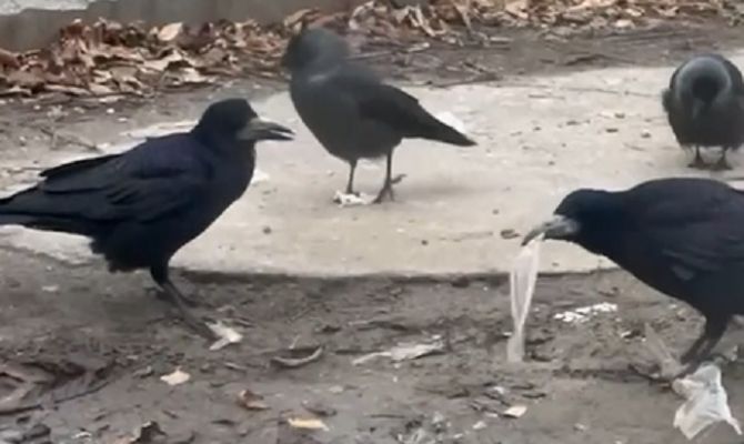 Зачем вороны в Туле едят полиэтиленовые пакеты