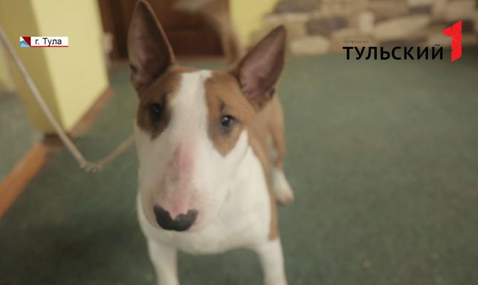 Как тулякам правильно выдрессировать собаку