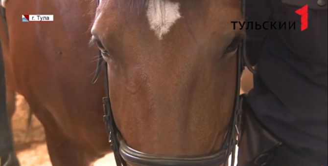 На конях и на велосипедах: кто и как следит за порядком в тульском Центральном парке