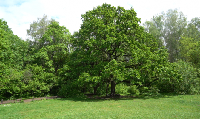 200-летний дуб из Тулы может стать лучшим деревом России