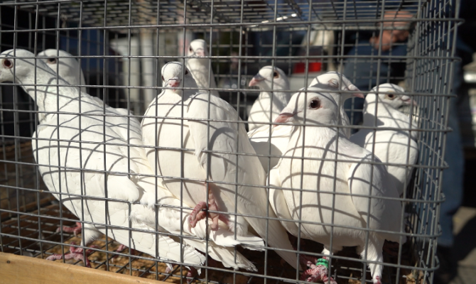 Выпустить птицу в Благовещение и загадать желание: что говорят об этом священники