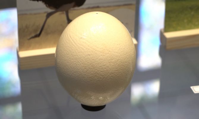 Что появилось раньше – яйцо или курица: сотрудники экзотариума ответят тулякам на популярный вопрос