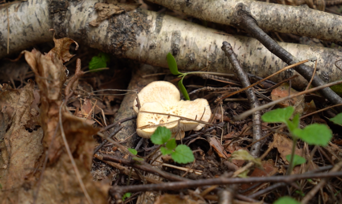 Новые поправки в УК: за что тульские грибники могут получить миллионные штрафы