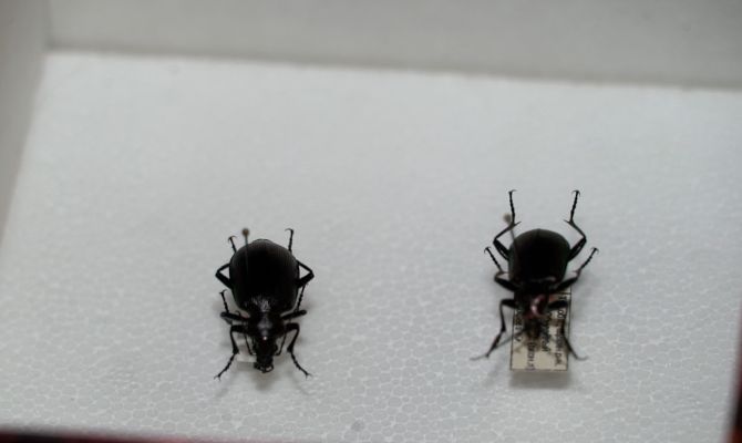 Почему из Красной книги Тульской области исчезли несколько видов насекомых