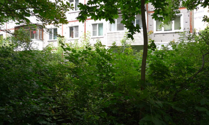 Штраф до 4 тысяч рублей: какие деревья в Туле нельзя рубить