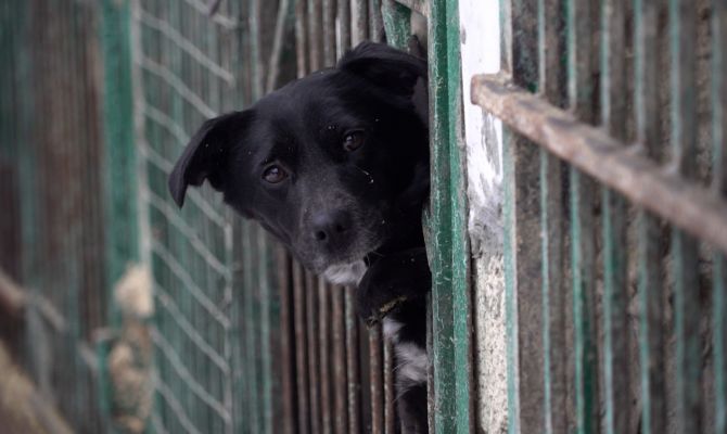 От бродяг до чистокровных хаски: в Туле приют ищет хозяев для породистых животных