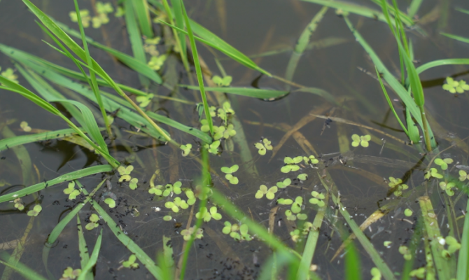 В Новомосковске воду в реке Ольховка проверят на безопасность сразу по 14 показателям