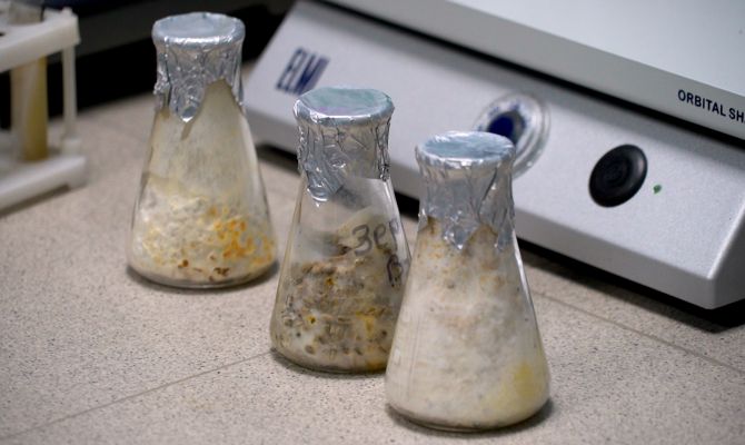 Тульские ученые собираются заменить весь пластик на полностью биоразлагаемые вещества