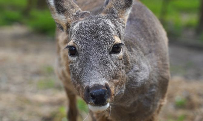 От совы до лисицы: зачем туляки берут под опеку диких животных