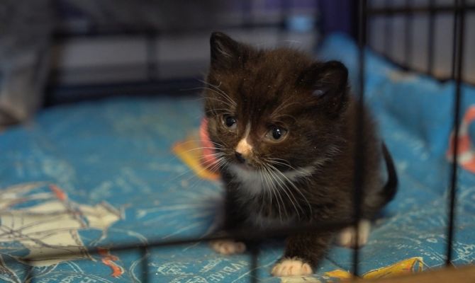 "Они умирали на цепи": волонтеры из Тулы рассказали об увиденном в Херсоне