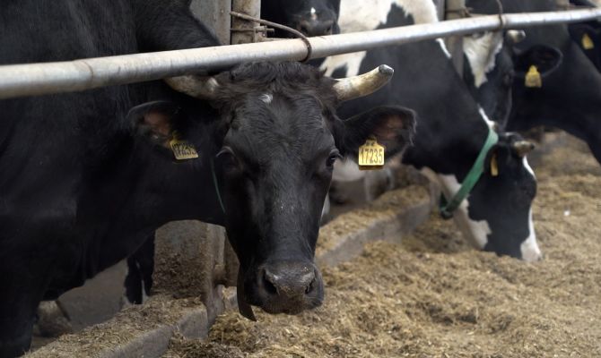 Хозяйство в Заокском районе проводит эксперимент по заготовке корма для коров