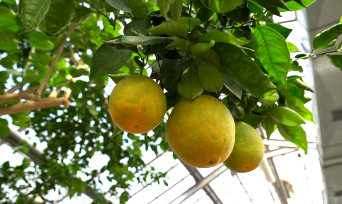 В Туле появятся экзотические растения из Африки и Мадагаскара