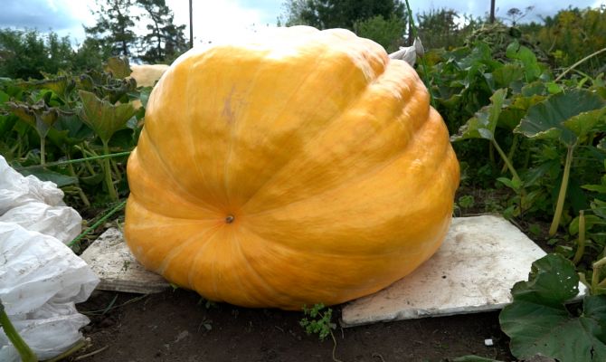 Как тульские садоводы вырастили тыкву весом в 350 кг