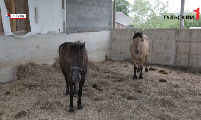 На лошади через полмира: итальянская путешественница остановилась на привал под Тулой