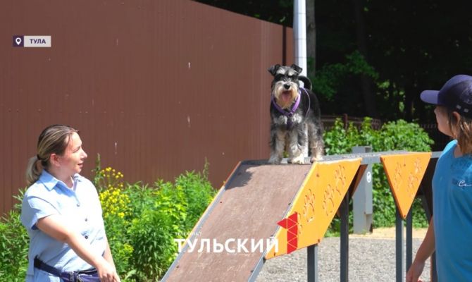 В каких районах Тульской области в этом году построят площадки для выгула собак