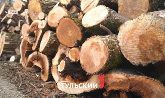 В парках Тулы проведут масштабную рубку деревьев