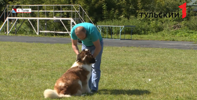 Собаки родом из Мексики, Италии и Японии собрались на выставке в Туле 