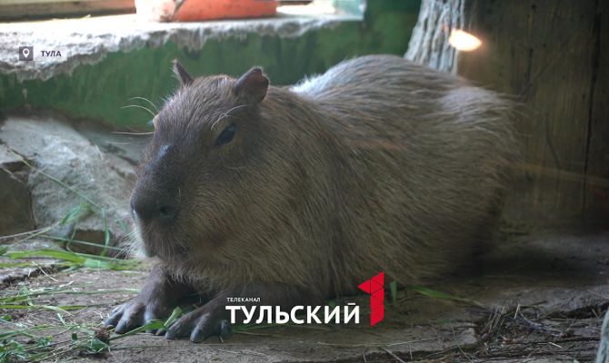 Дефицит капибар начался в зоопарках по всей России