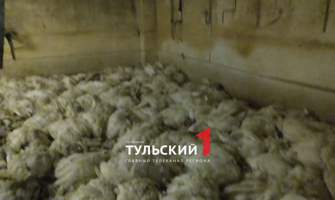 На птицефабрике в Рассвете массово погибли птицы