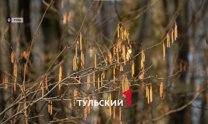 Туляков ждет рекордный пыльцевой шторм