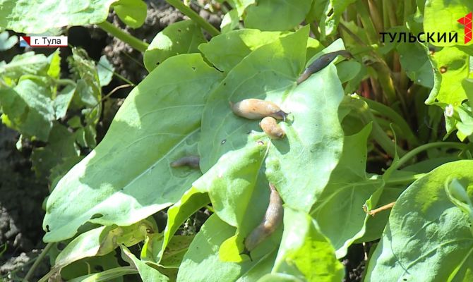 Тульские дачники рискуют оказаться без урожая
