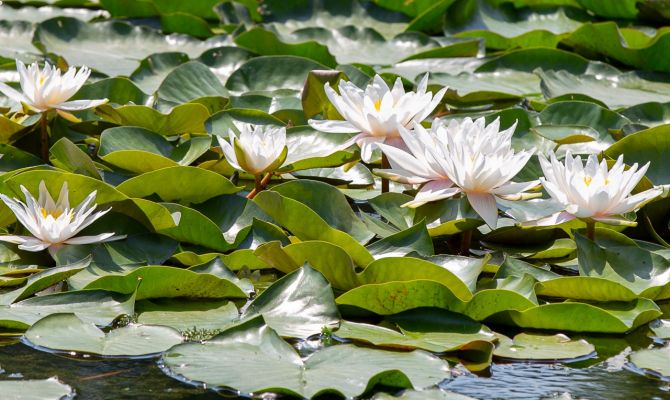 Одни сажают, другие губят: в Тульской деревне на пруду вандалы вырвали краснокнижные кувшинки