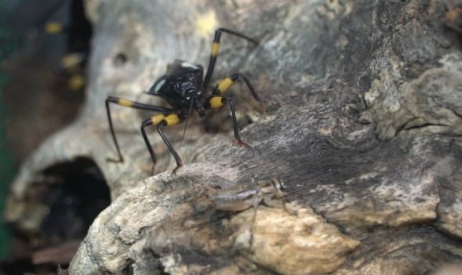 «Секреты тропиков»: что скрывается за безобидной внешностью питомцев Тульского экзотариума