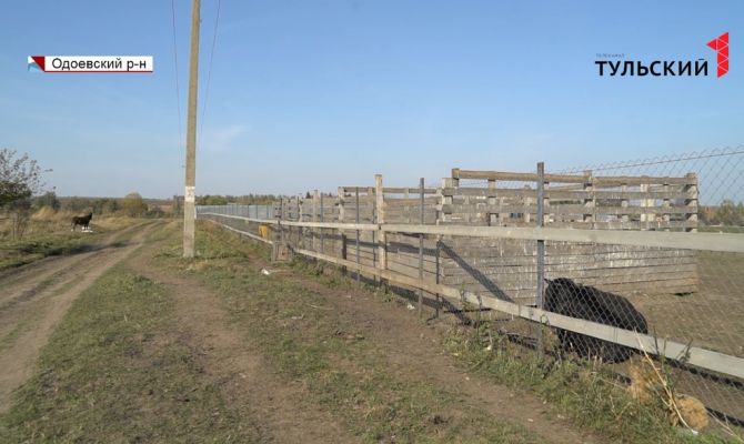 Суд признал незаконной деятельность приюта для бездомных животных под Одоевом