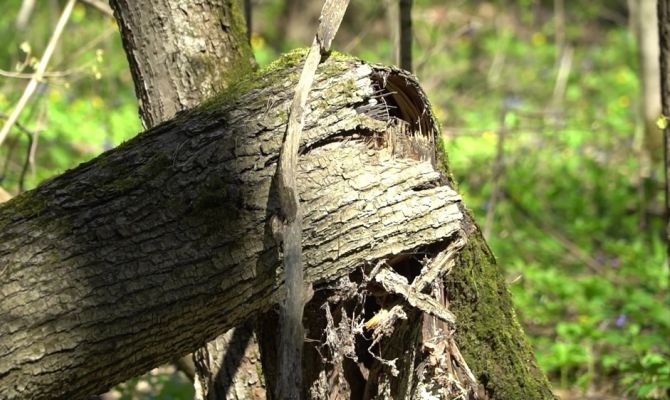 Названы главные источники смертельной опасности для тульских лесов